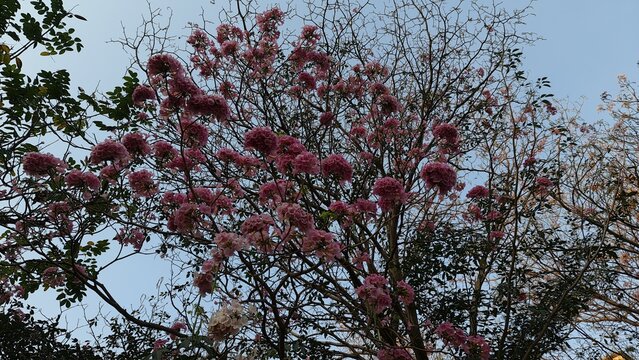 Pink Trumpet Tree in full bloom with clusters of pink flowers across a leafy tree canopy