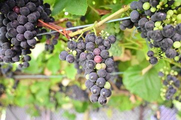 Obraz premium A close-up of ripe, dark grapes hanging from a grapevine