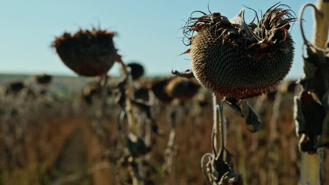 A detailed close-up shot shows ripe, dried sunflower heads filled with seeds in an agricultural field under bright sunlight before harvest.