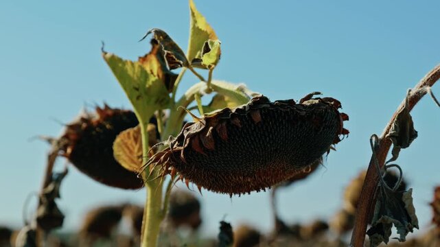 A low-angle close-up shot of mature, dried sunflower heads filled with seeds against a clear blue sky on a bright sunny day before harvest.
