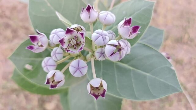 Calotropis Procera Flower Buds