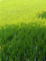 Fototapeta premium Lush green rice plants fill the field. A distinct shadow line divides the scene.