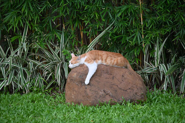 Ginger and white cat resting on a rock in a lush garden © NgoVan