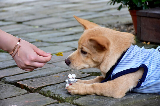 Puppy Sniffing a Leaf Hand Outdoors