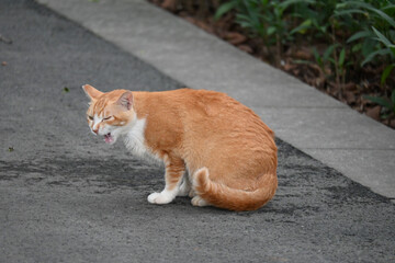 Ginger and White Stray Cat Meowing on Pavement Near Plants © NgoVan