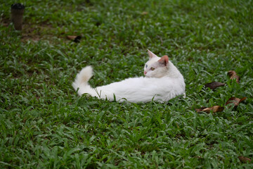 White Cat Resting on Grass in a Park © NgoVan