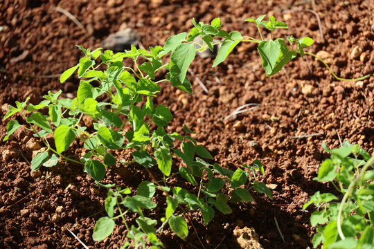 Green Herb Seedlings Growing in Soil