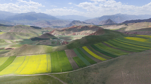Patchwork Rapeseed Fields and Rolling Hills in Qilian, Qinghai, China