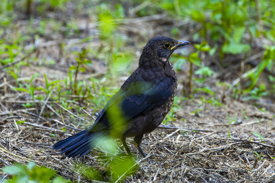 Dark Wild Bird Standing on Forest Floor in Natural Habitat