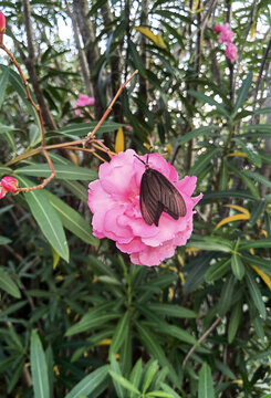 Dark Moth on Pink Flower in Garden