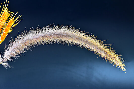 Foxtail Grass Seed Head on Dark Blue Background