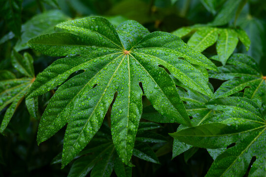 Rain Covered Fatsia Japonica Leaves in Lush Green Foliage