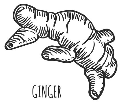Ginger root engraving. Cooking ingredient organic spice