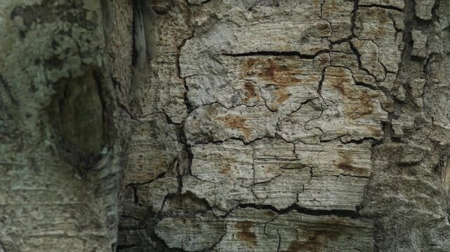 Weathered Tree Bark Texture with Cracked Rust-Colored Patina Detail