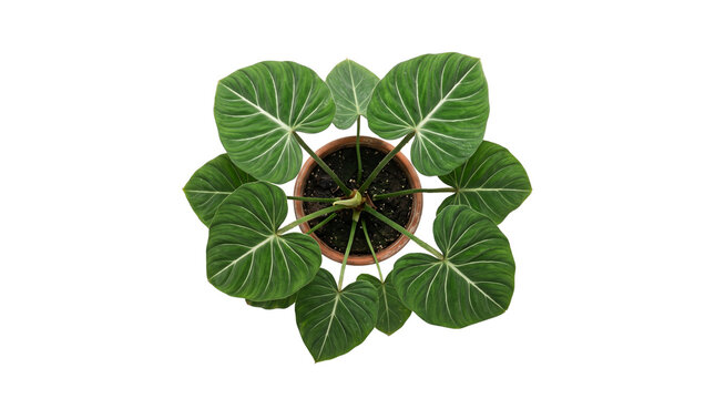 Philodendron gloriosum houseplant in terracotta pot, top view of tropical velvet leaves, indoor green plant for home decor isolated PNG with Transparent Background