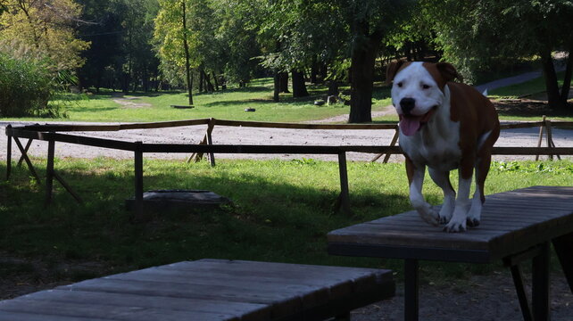 Playful Staffordshire dog jumping off wooden table during outdoor workout session