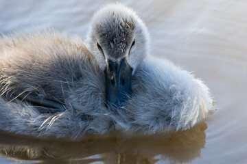 Tiny mute swan cygnet only a few weeks old, covered in soft gray down, resting on calm lake water with its reflection. © Serhii