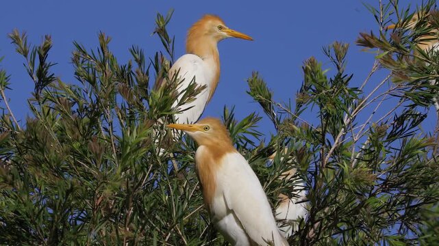 A small group of cattle egrets with white plumage and orange feathers perching on tree branches against a clear blue sky.
