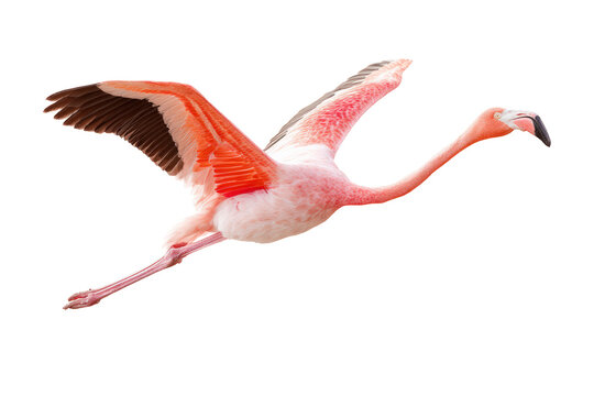 Flying pink flamingo with wings fully extended