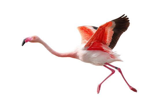 Pink flamingo flying gracefully with extended wings