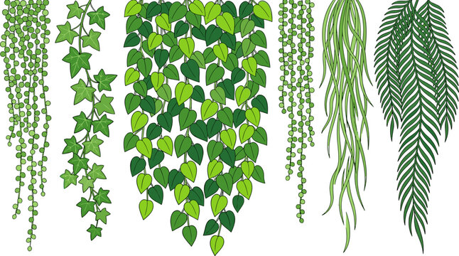 Hanging Houseplant Vector Element Set Featuring String of Pearls English Ivy Pothos Spanish Moss and Fern Hanging Vine Greenery Borders