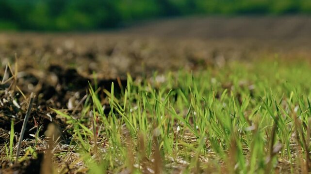 Ground-level close-up shot of freshly tilled soil with crop stubble and green shoots on an agricultural field in bright daylight.