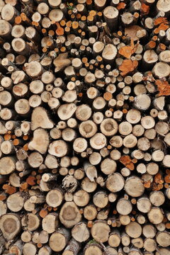 Vue rapproch&eacute;e de face d'un tas de bois constitu&eacute; de branches et troncs circulaires coup&eacute;s de couleur beige. Motifs naturels r&eacute;p&eacute;titifs en ext&eacute;rieur.