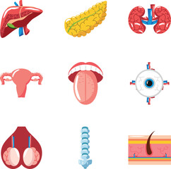 Fototapeta premium Human internal organs illustration set with liver pancreas brain kidneys and other anatomy