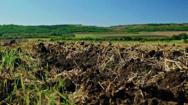 Ground-level close-up shot of freshly tilled soil with crop stubble and green shoots on an agricultural field in bright daylight.