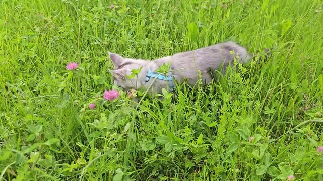 Cat exploring tall grass in a field on a sunny day