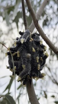 Large sawfly larvae move together in a defence mechanism display, clustered on a eucalyptus branch, near the Maribyrnong River, Melbourne, Victoria, Australia.