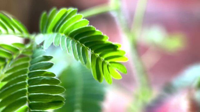 Touch Me Not Plant Reaction: Mimosa Pudica Leaves Folding Closed in 4K