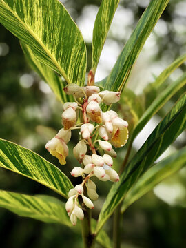 Variegated Shell Ginger with White Flowers