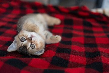 Curious kitten lying on a red plaid blanket at home © olga_sova