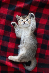 Playful kitten standing upright on a red plaid blanket at home © olga_sova
