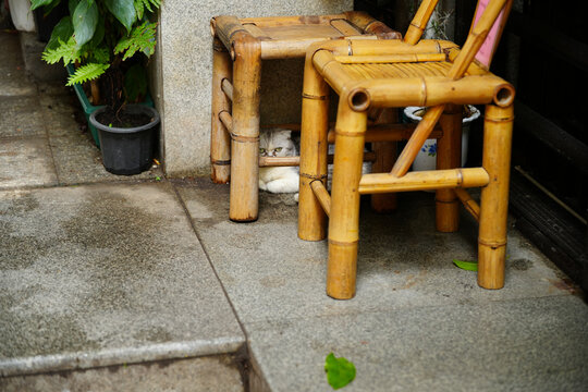 White Cat Hiding Under Bamboo Chairs Outdoors