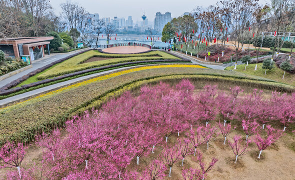 Spring Plum Blossoms at Mujishan Park, Yichang Cityscape