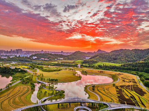 Golden Rice Paddies Sunrise, Yichang Wetland Park with Water Reflections