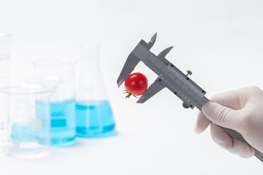 Cherry tomato measured with calipers in laboratory research