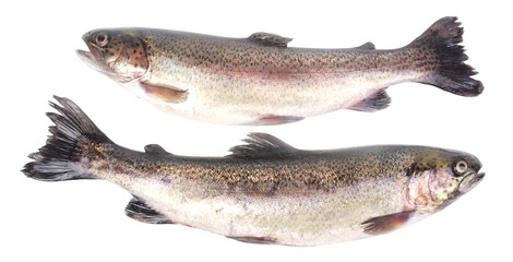 Obraz premium Fish trout isolated on white
