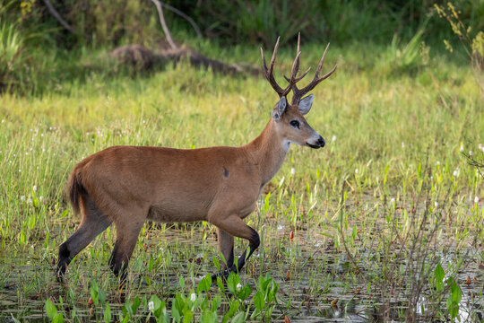 Beautiful view to marsh deer in the Pantanal of Miranda