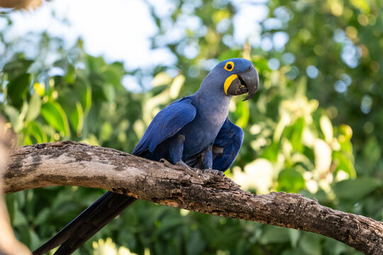 Beautiful view to blue hyacinth macaw in the Pantanal of Miranda