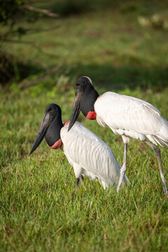 Beautiful view to couple of jabiru stork birds in the Pantanal
