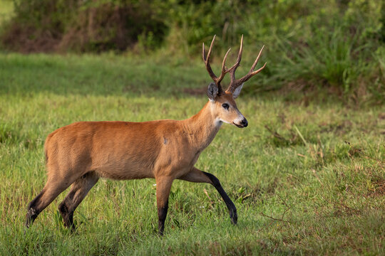 Beautiful view to marsh deer in the Pantanal of Miranda