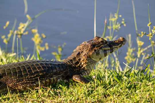 Beautiful view to paraguayan caiman in the Pantanal of Miranda
