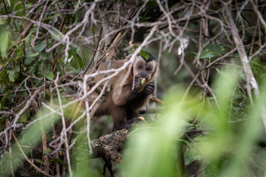 Beautiful view to capuchin monkey in the Pantanal of Miranda