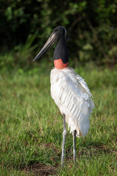 Beautiful view to jabiru stork bird in the Pantanal of Miranda