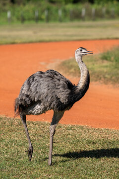 Beautiful view to rhea bird in the Pantanal of Miranda