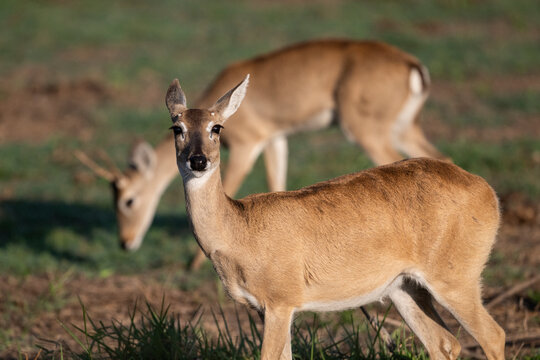 Beautiful view to pampas deers in the Pantanal of Miranda