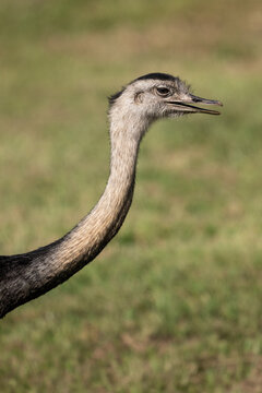 Beautiful view to rhea bird in the Pantanal of Miranda